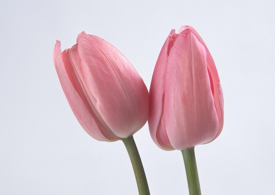 Two spring flowers. Tulips