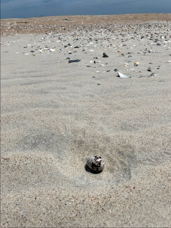 One-egg least tern nest at South Point photo