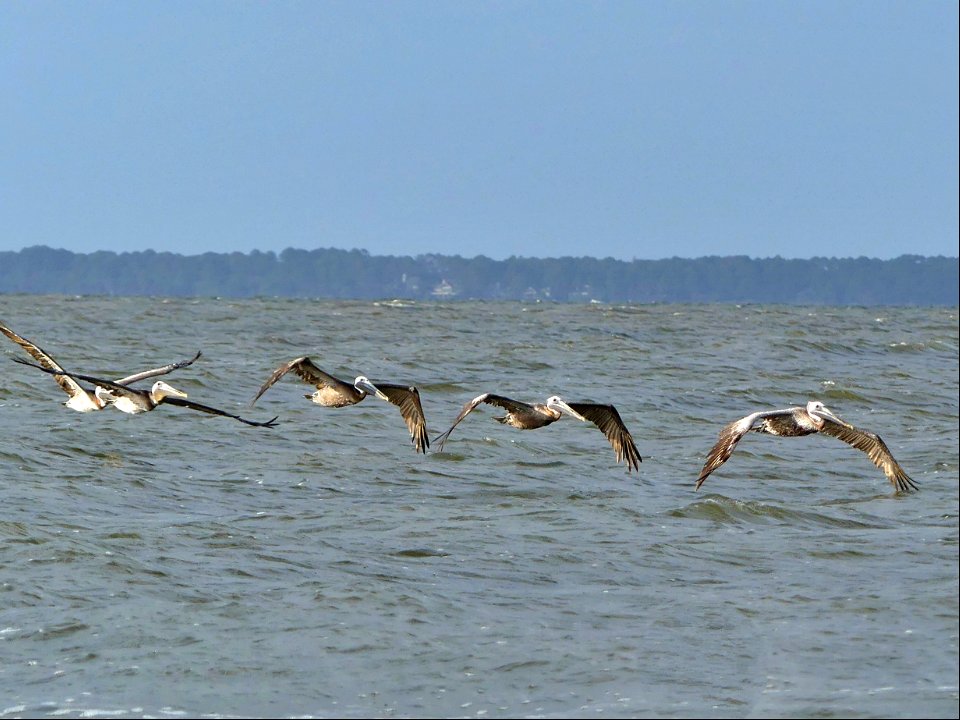 PELICAN FLY BY-P1810278