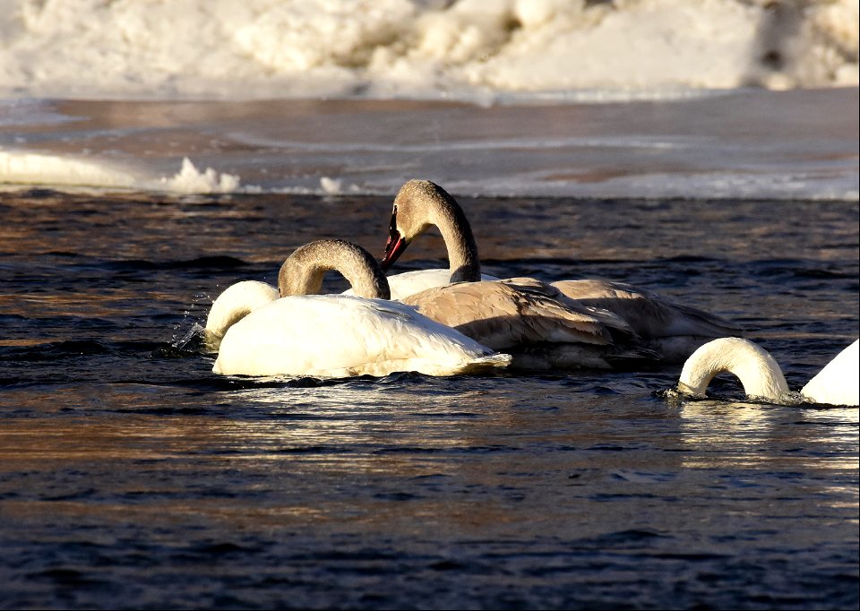 Trumpeter swans at Seedskadee National Wildlife Refuge