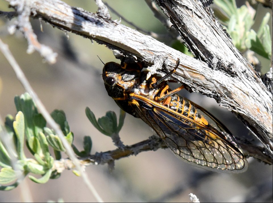 Sagebrush cicada (Okanagana bella) at Seedskadee National Wildlife Refuge Wyoming