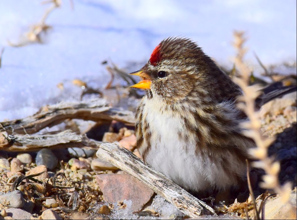 Common redpoll at Seedskadee National Wildlife Refuge