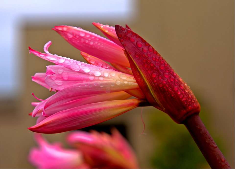 Naked Ladies coming out of a shower.