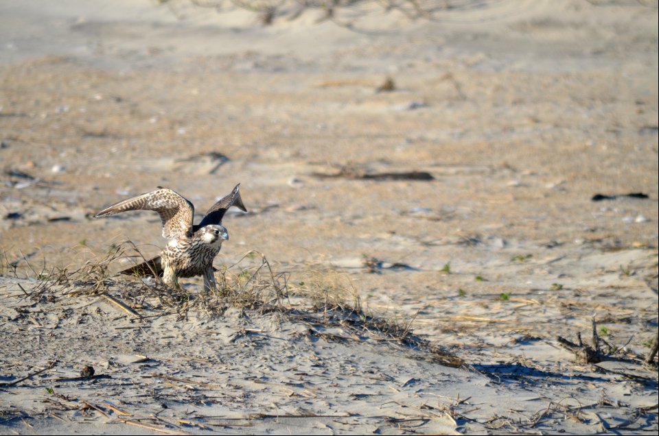 A peregrine falcon pre-liftoff north of Avon