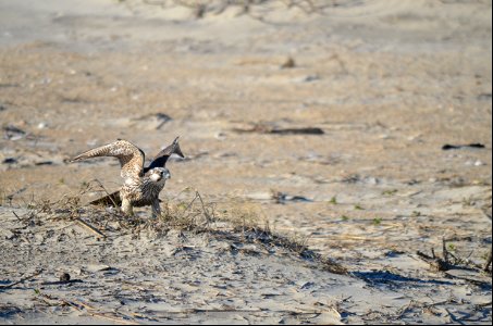A peregrine falcon pre-liftoff north of Avon