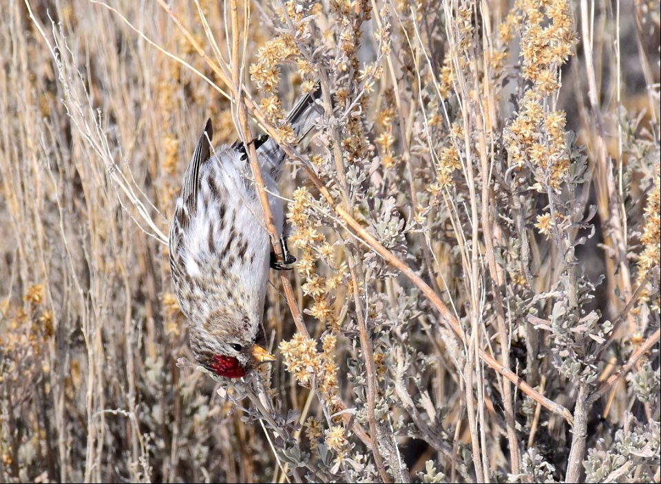 Common redpoll at Seedskadee National Wildlife Refuge