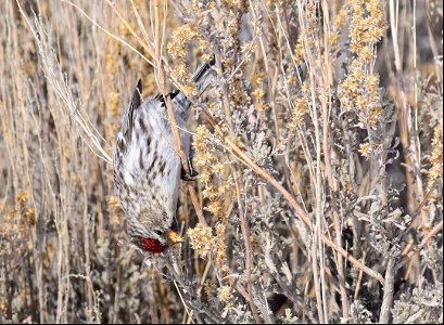 Common redpoll at Seedskadee National Wildlife Refuge