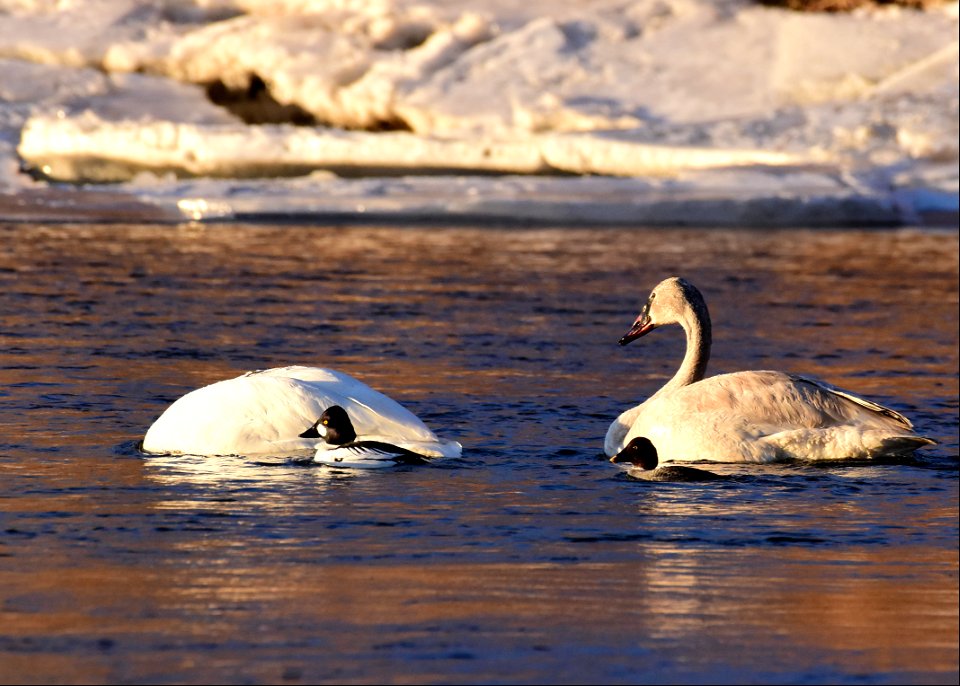 Trumpeter swans at Seedskadee National Wildlife Refuge