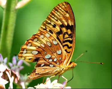 FRITILLARY, GREAT SPANGLED (Argynnis cybele) (06-03-2023) brumley nature preserve north, orange co, nc -01 photo