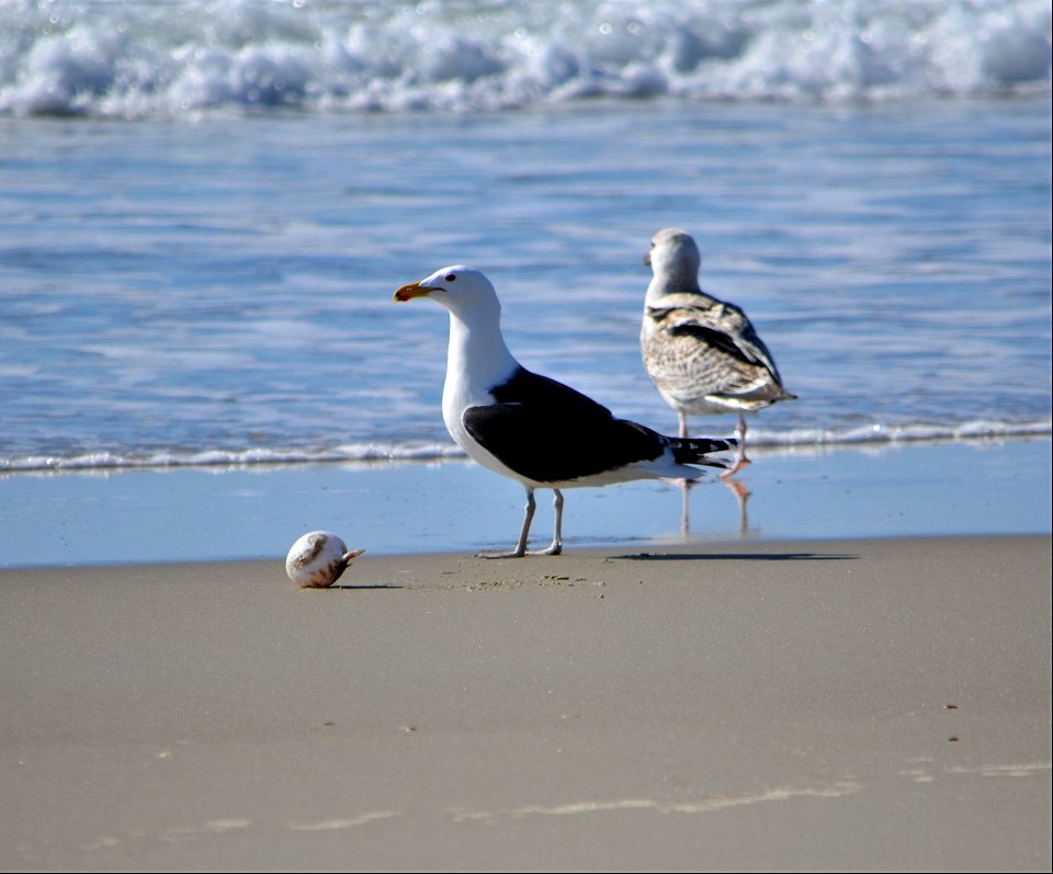 A great black-backed gull tries to figure out how to eat a puffed up northern pufferfish