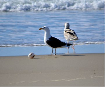 A great black-backed gull tries to figure out how to eat a puffed up northern pufferfish photo