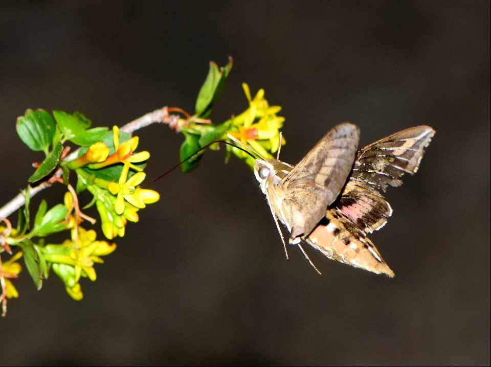 Hummingbird moth or white lined sphinx moth (Hyles lineata) on Seedskadee National Wildlife Refuge
