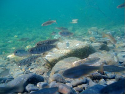 school of juvenile salmonids photo