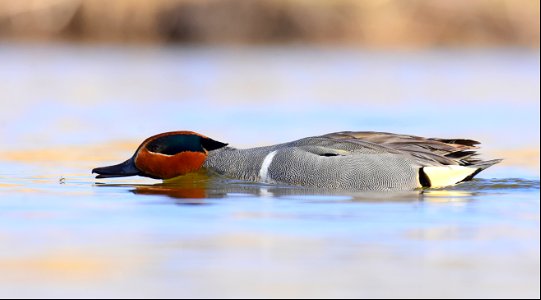 Green-winged teal at Seedskadee National Wildlife Refuge photo