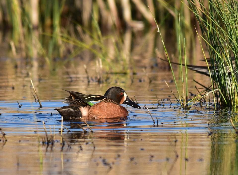 X blue-winged teal cross at Seedskadee National Wildlife Refuge