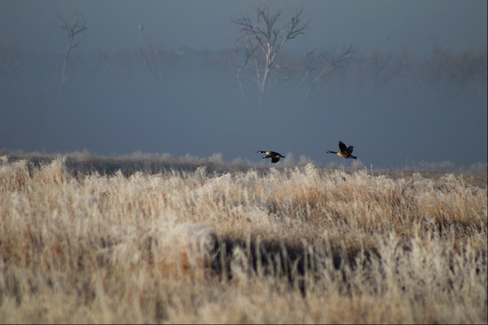 Canada Geese Owens Bay Lake Andes National Wildlife Refuge South Dakota