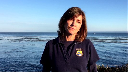Tips to help keep sea otters wild