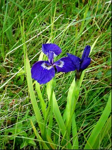 Wild Iris photo