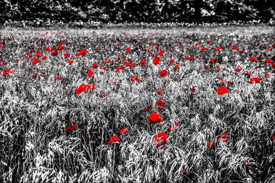 Poppy Field