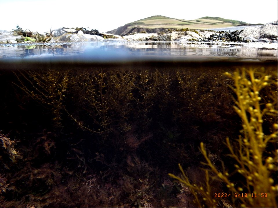 Rockpools, Greencliff, Abbotsham Cliffs , Westward Ho! North Devon. 13th June 2022