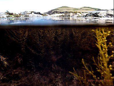 Rockpools, Greencliff, Abbotsham Cliffs , Westward Ho! North Devon. 13th June 2022