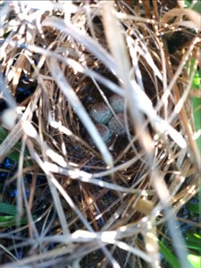 Saltmarsh sparrow flooded nest with four eggs at Rachel Carson National Wildlife Refuge photo