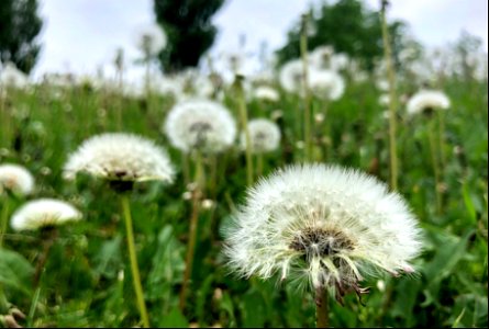 2022/365/162 Puff to the Horizon