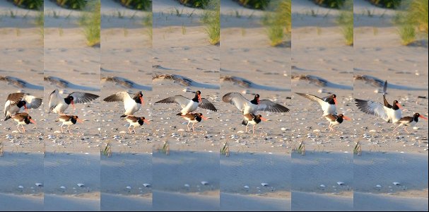 An oystercatcher copulation sequence from an unbanded pair on Bodie Spit photo