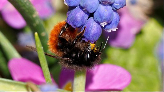 Osmia cornuta (Gehörnte Mauerbiene) - Weibchen an Traubenhyazinthe