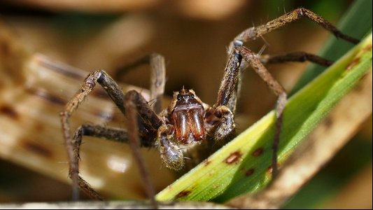 Pisaura mirabilis (Listspinne) Männchen - Frontalansicht
