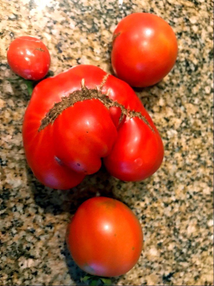January Tomatoes