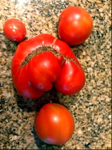 January Tomatoes photo
