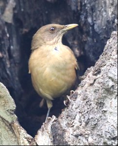 753 - CLAY-COLORED THRUSH (12-12-2022) national buttrerfly center, mission, hidalgo co, tx -02