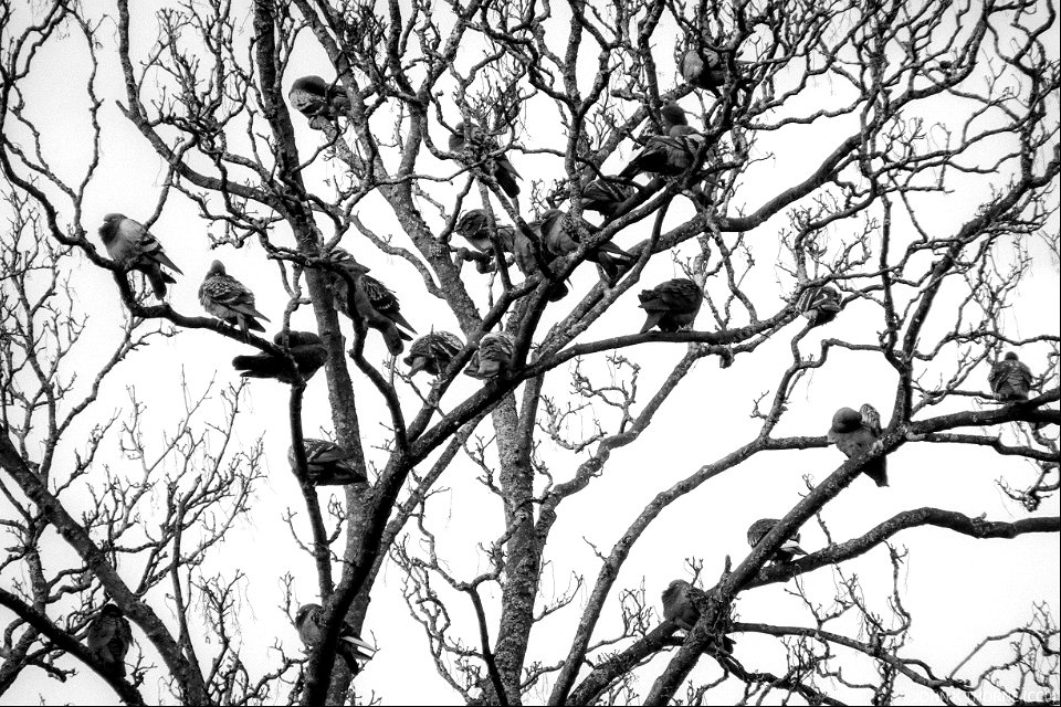 Pigeons in a tree. Infrared photo