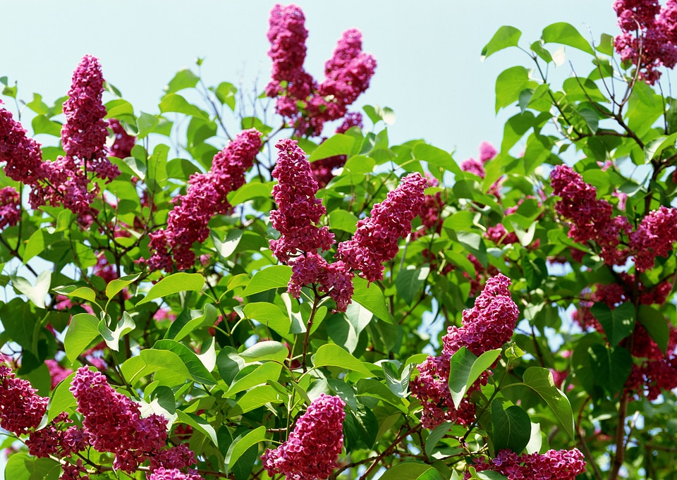 Bunch of lilac flowers