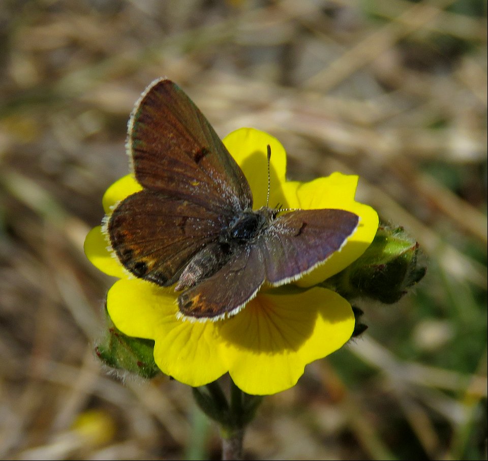 BLUE, SHASTA (Plebejus shasta) (8-3-2021) female, 9000-9600 ft, steen's mt , harney co, or -02