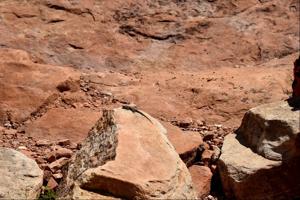 Lizard on the Trail