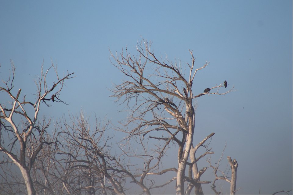 Bald Eagles on Owens Bay Lake Andes National Wildlife Refuge South Dakota photo