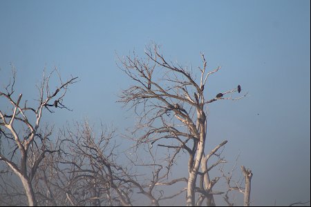 Bald Eagles on Owens Bay Lake Andes National Wildlife Refuge South Dakota