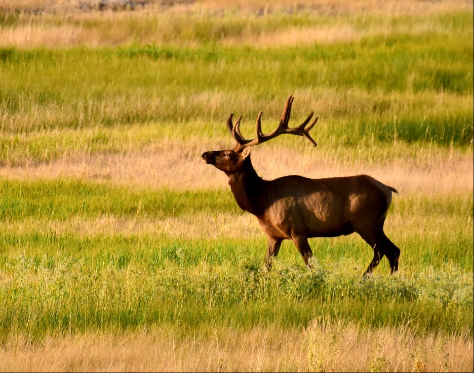 Elk at Seedskadee National Wildlife Refuge