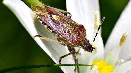 Dolycoris baccarum (Beerenwanze) auf Milchdoldensternblüte