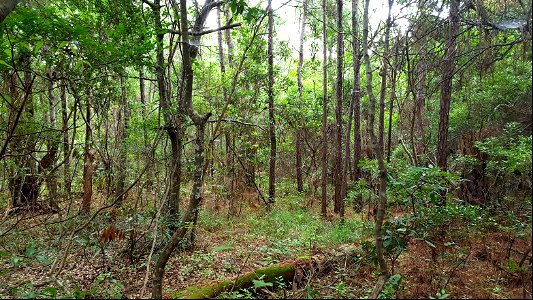 View of site 2 Buxton Woods 7-13-22 SK