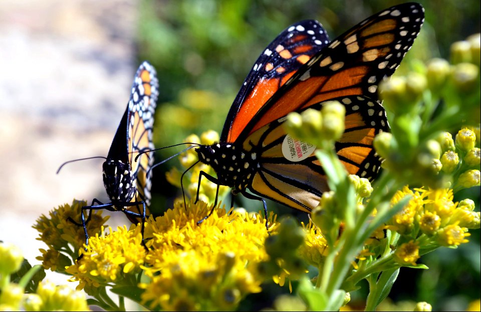 Two monarchs sip goldenrod nectar photo