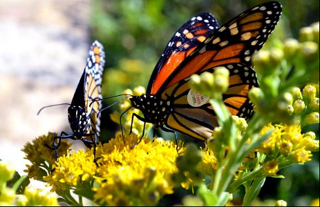Two monarchs sip goldenrod nectar