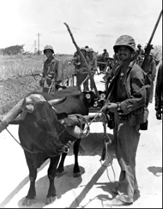 The mortar platoon of Lt. Col. A. A. Vandegrift, Jr., Washington, D.C., making use of Jap ox and carts.