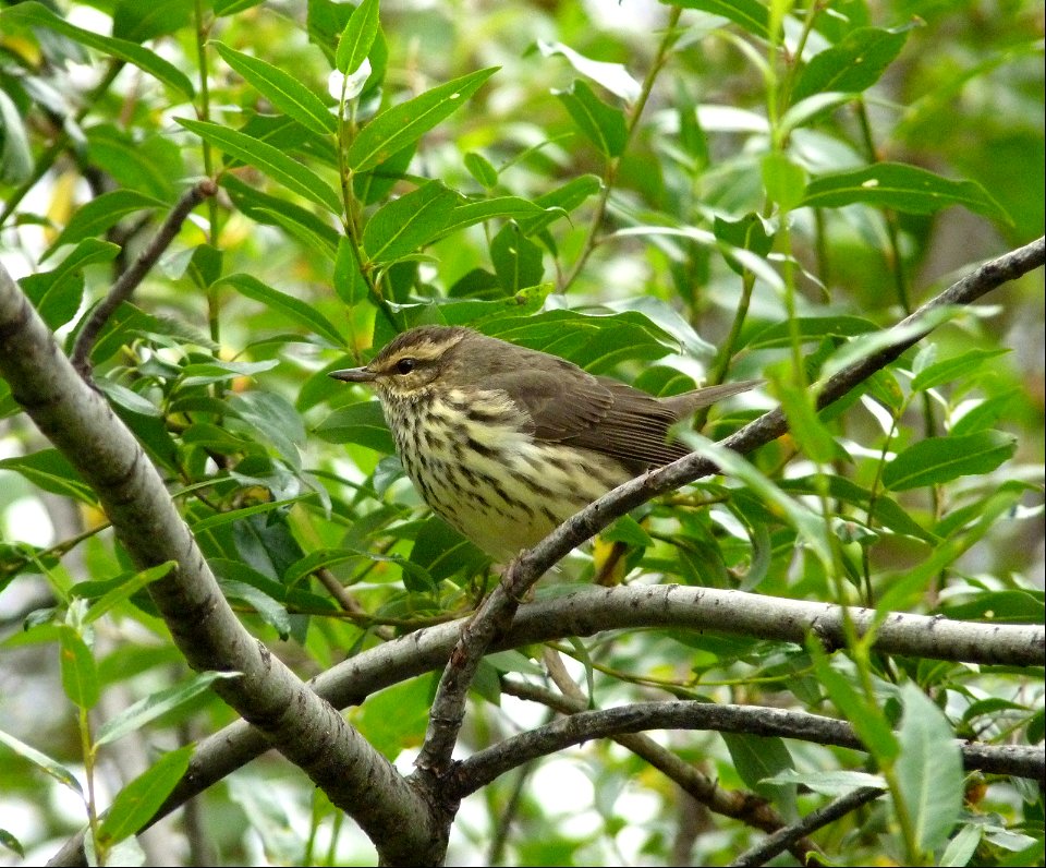 Northern Waterthrush