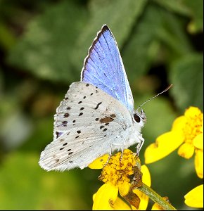 COPPER, BLUE (Lycaena heteronea) (09-02-2022) male, about 5900 ft, table mt, jackson co, or -14