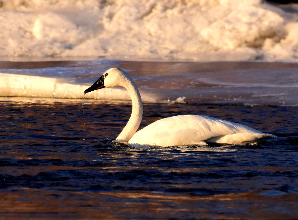 Trumpeter swans at Seedskadee National Wildlife Refuge