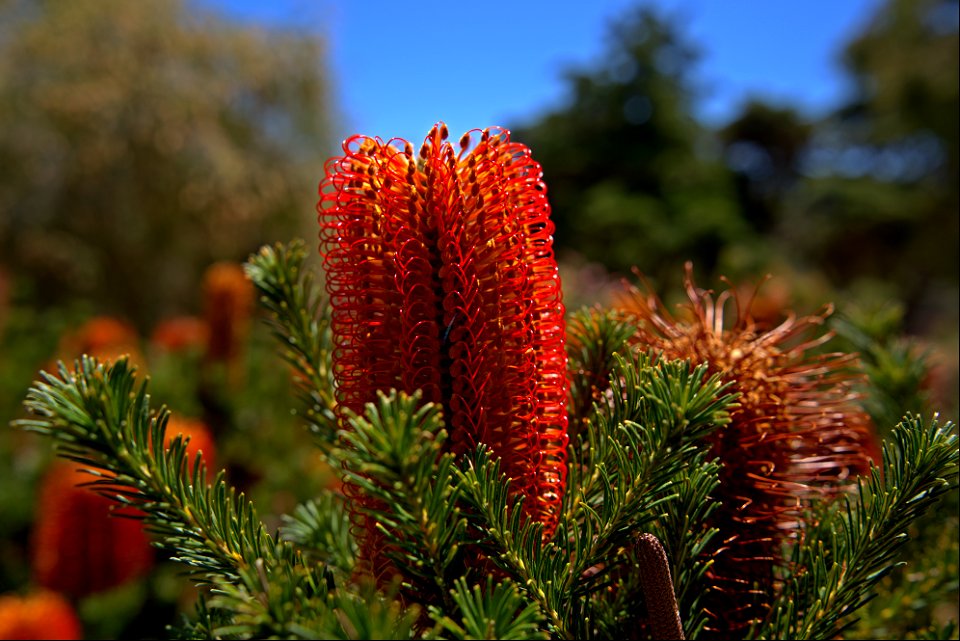 UC Santa Cruz Arboretum