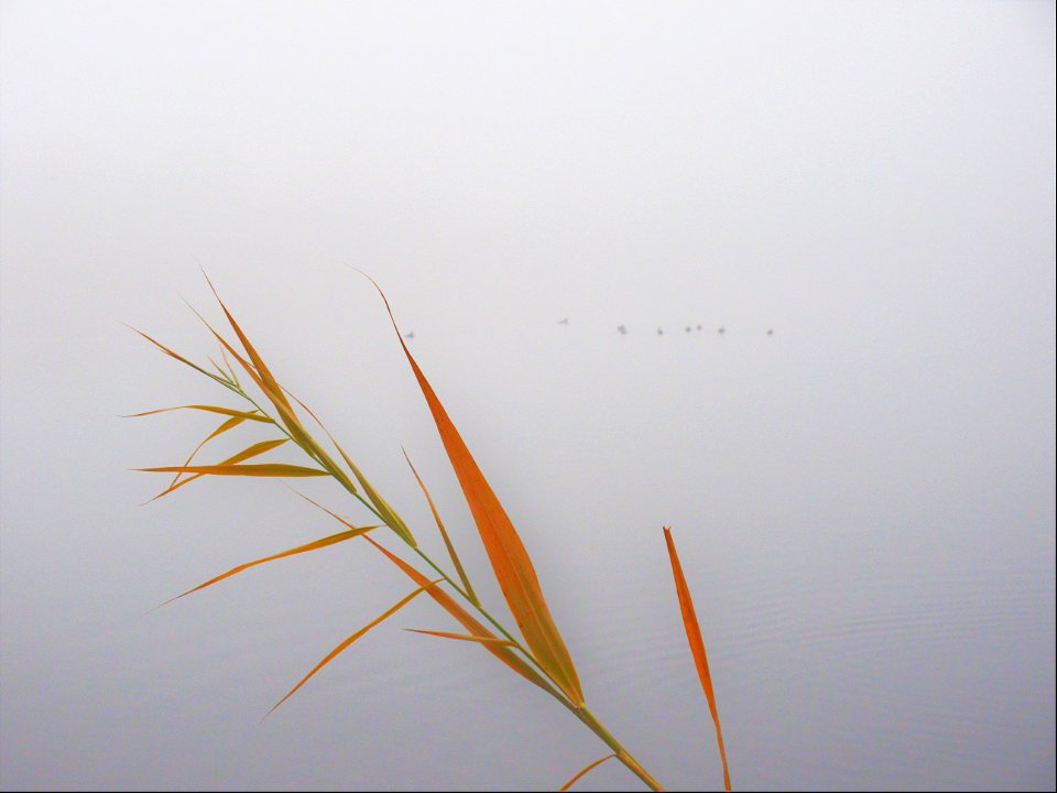 fall reflections10